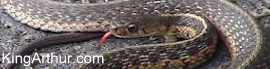 Eastern Ribbon 
Snake Close-up